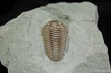 / Inch Prone Flexicalymene Trilobite #491-5